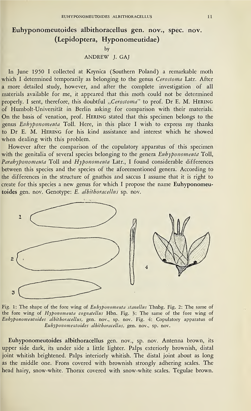 Euhyponomeutoides Albithoracellus Gen. Nov., Spec. Nov. (Lepidoptera, Hyponomeutidae) by ANDREW J