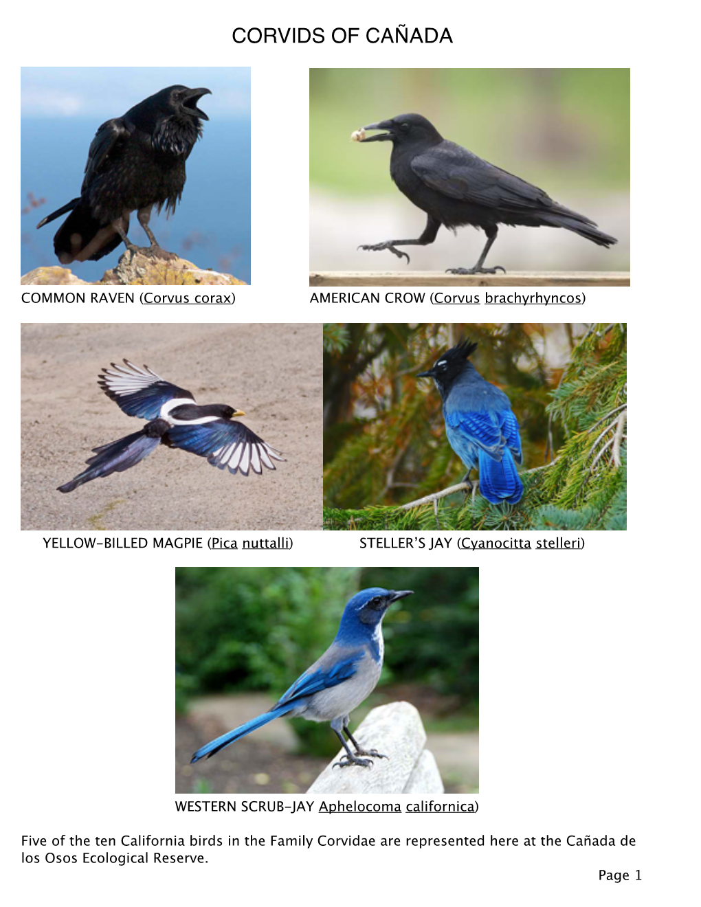 Corvids of Cañada