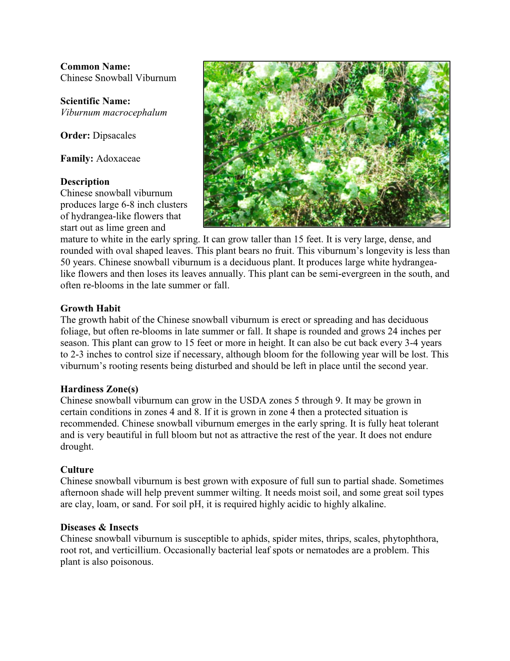 Chinese Snowball Viburnum Scientific Name