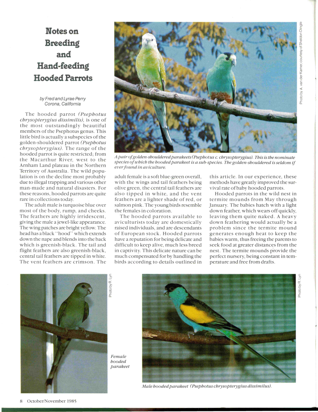 Breeding Hand-Reeding Hooded Parrots