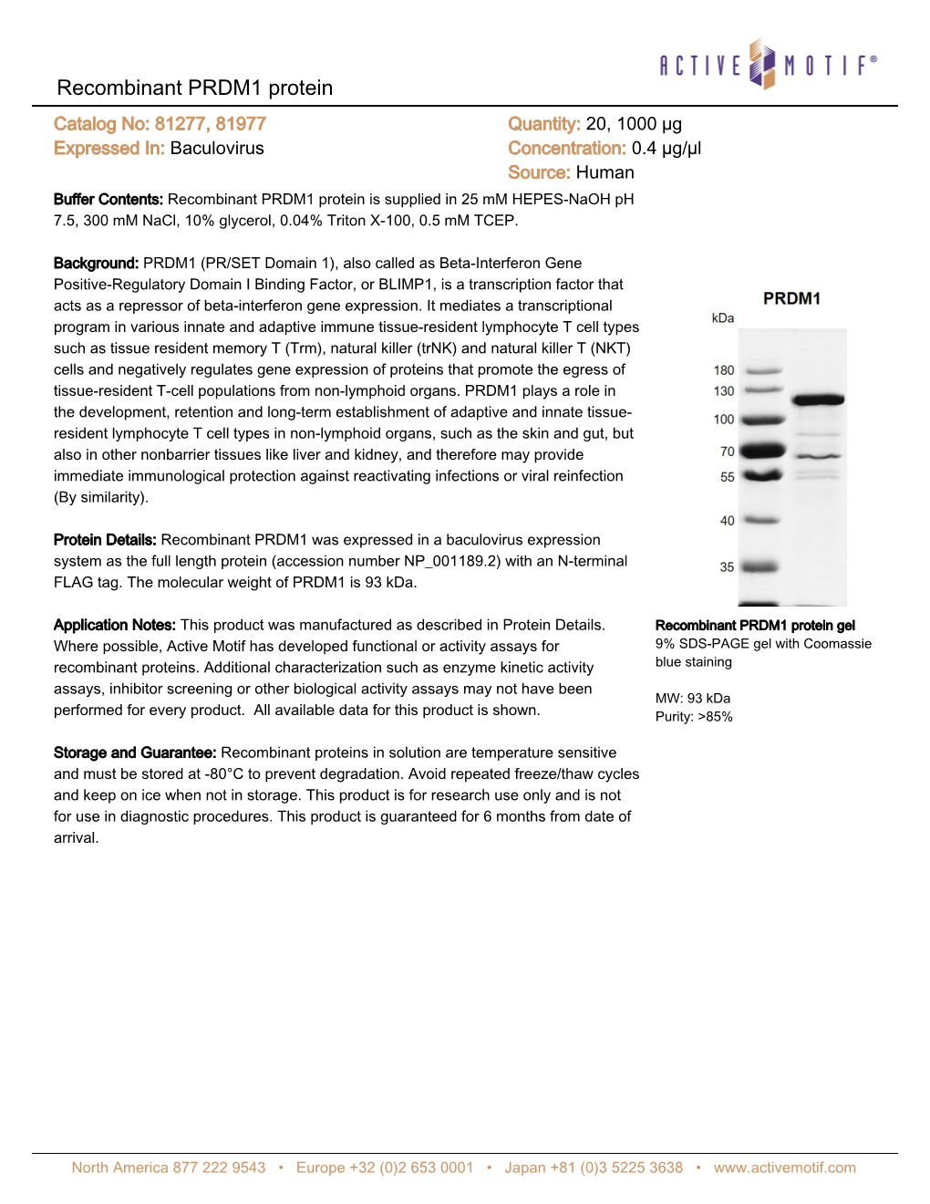 Recombinant PRDM1 Protein