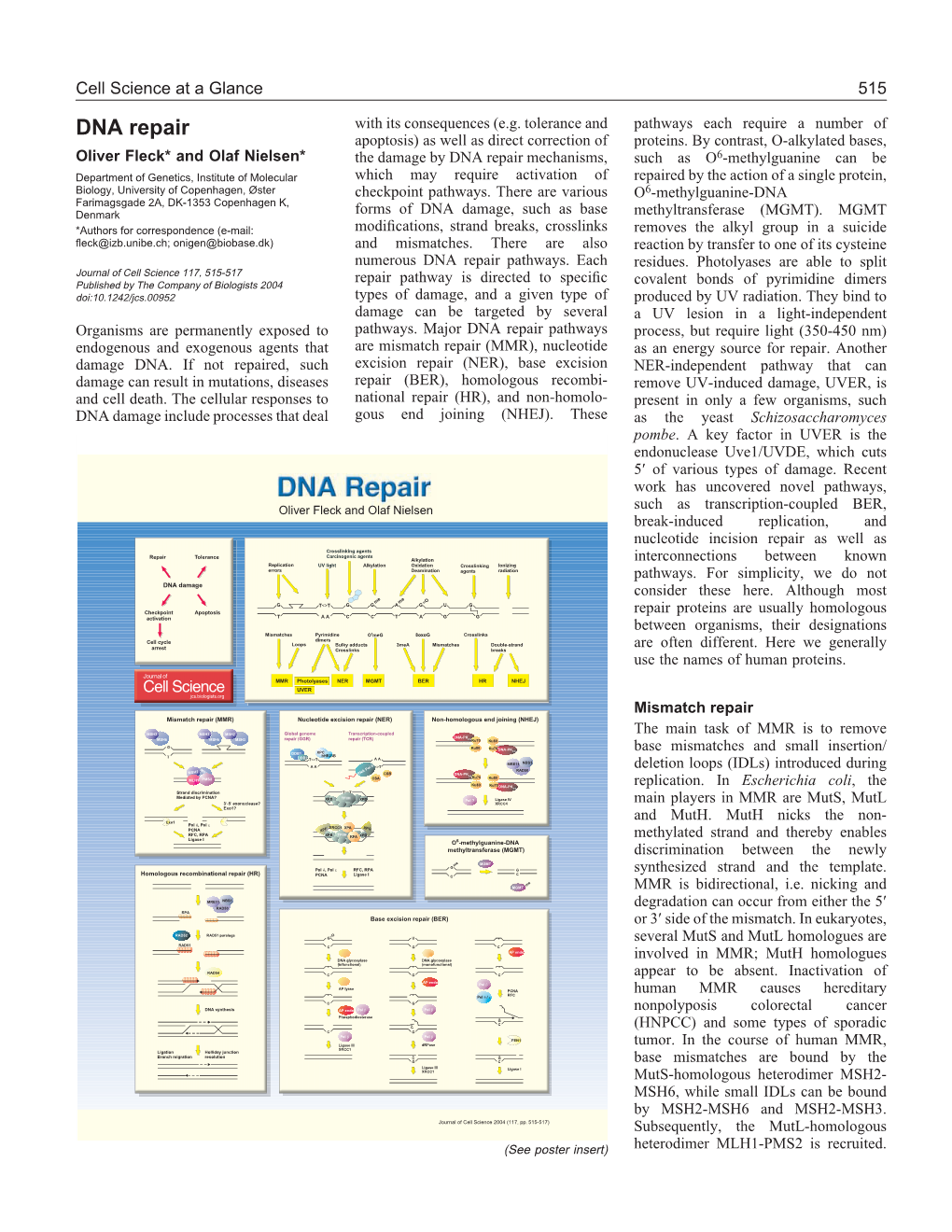 DNA Repair with Its Consequences (E.G