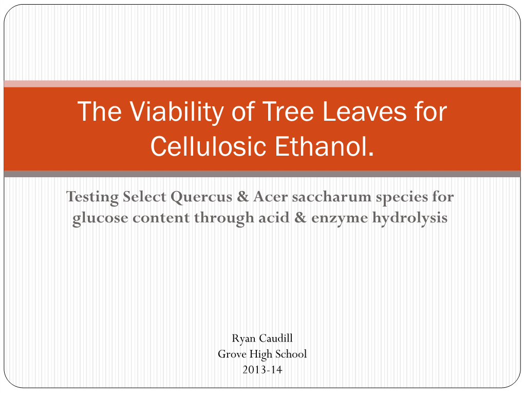 The Viability of Tree Leaves for Cellulosic Ethanol