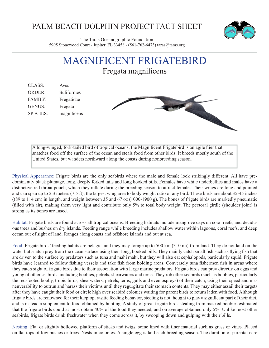 MAGNIFICENT FRIGATEBIRD Fregata Magnificens