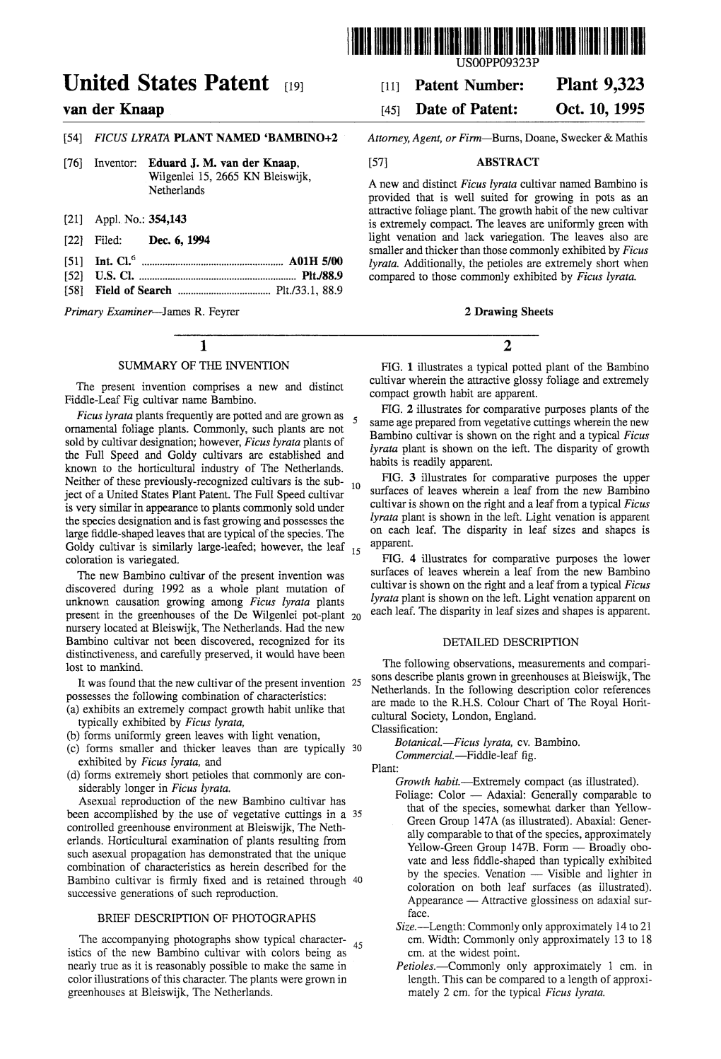 III III USOOPPO9323P United States Patent (19) (11 Patent Number: Plant 9,323 Van Der Knaap 45