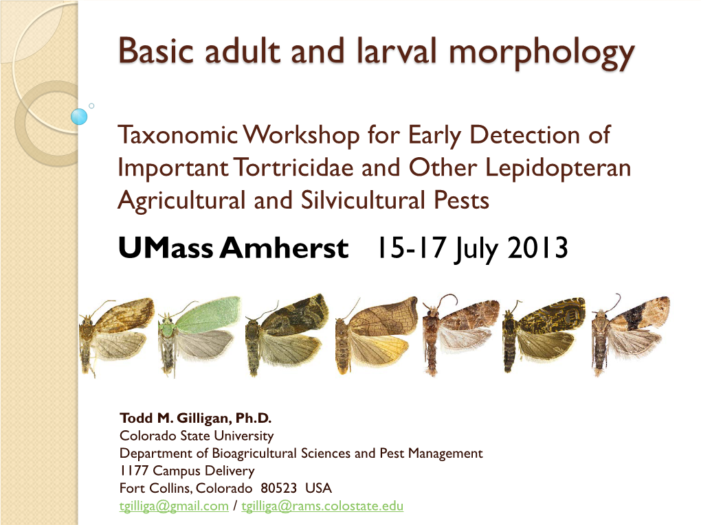 Basic Adult and Larval Morphology