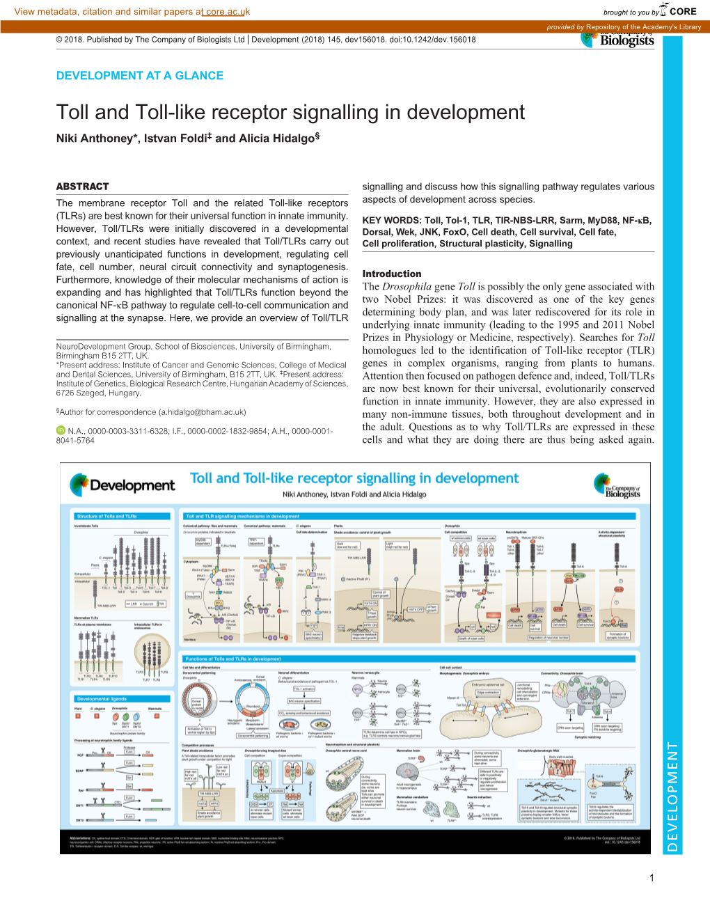 Toll and Toll-Like Receptor Signalling in Development Niki Anthoney*, Istvan Foldi‡ and Alicia Hidalgo§