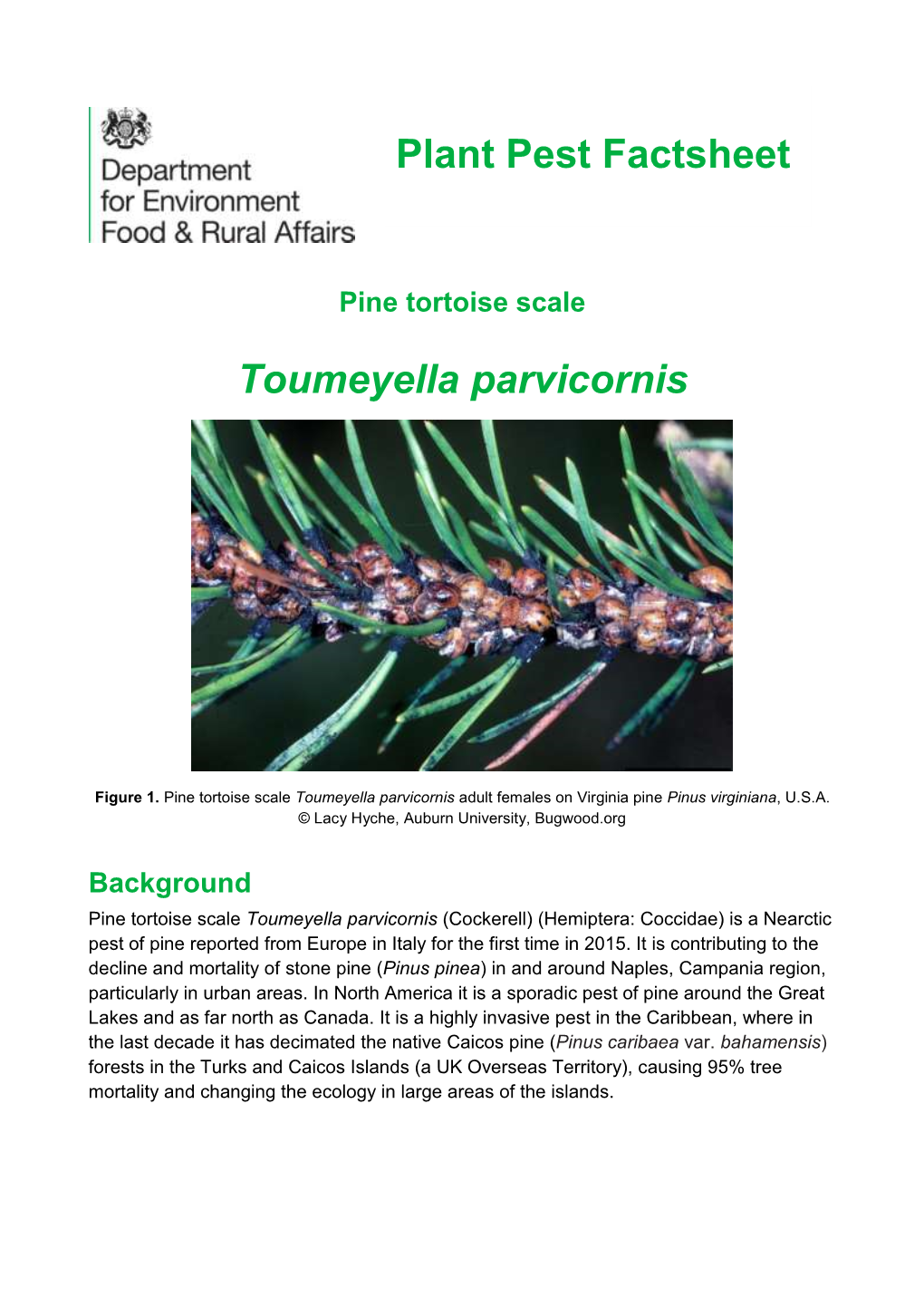 Toumeyella Parvicornis Plant Pest Factsheet