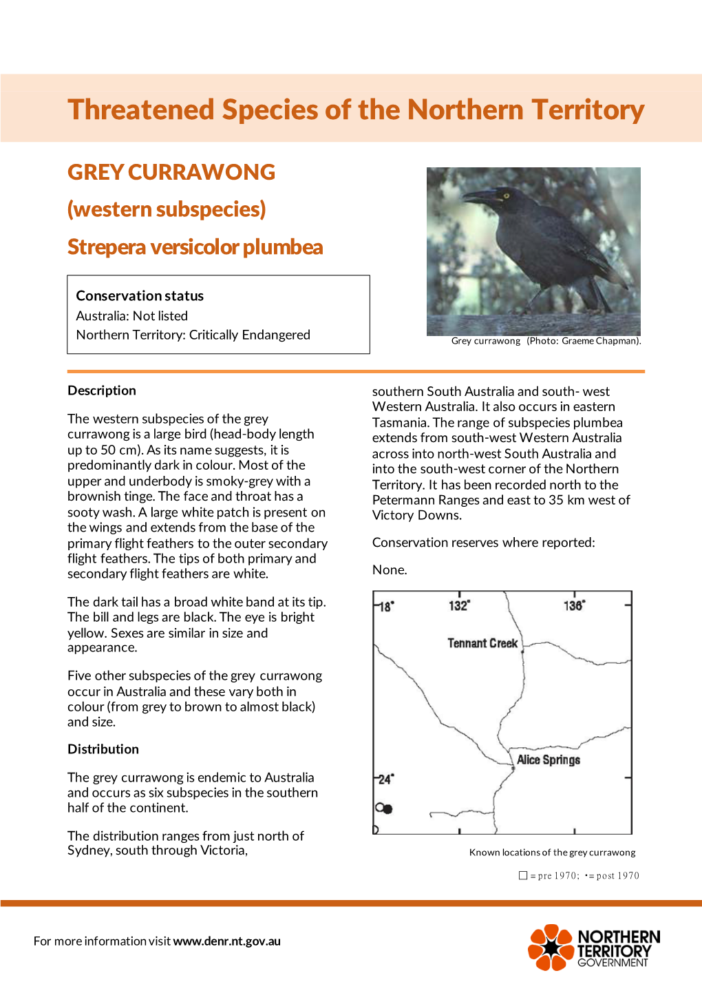 Grey Currawong