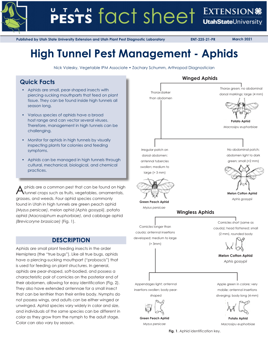 High Tunnel Pest Management - Aphids