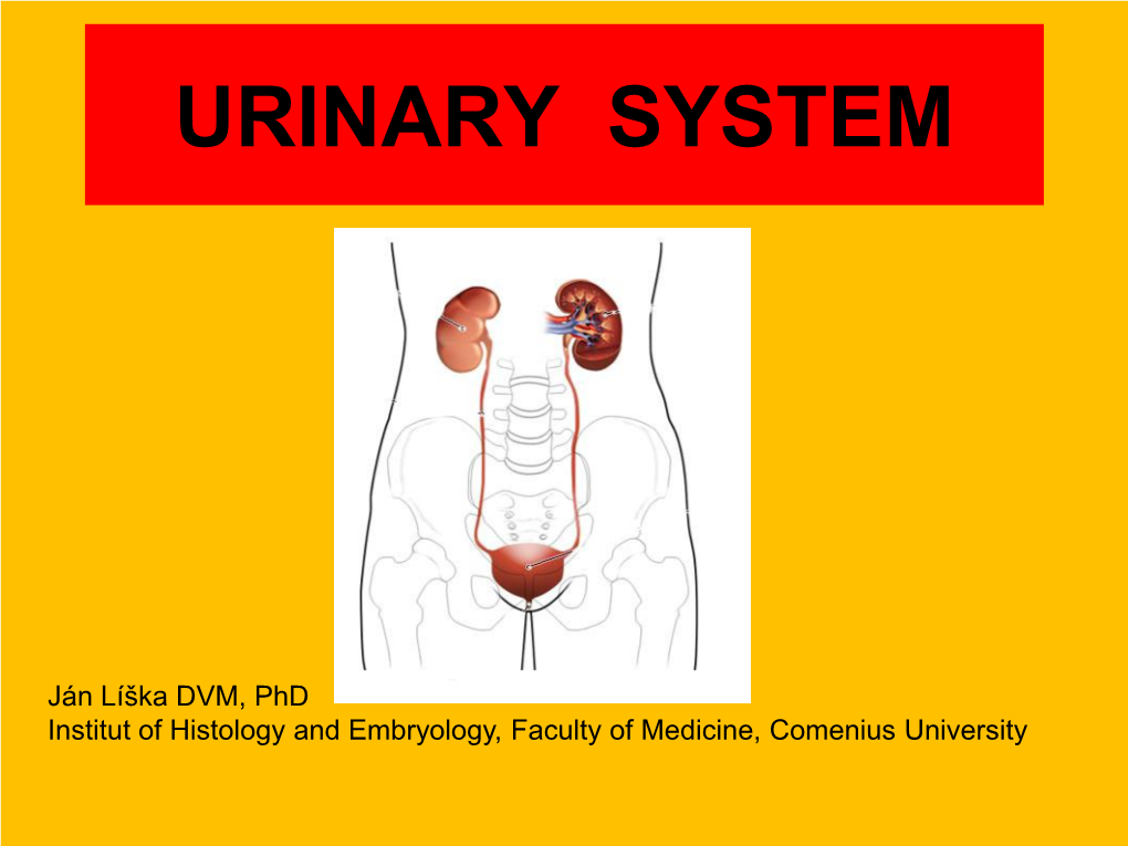 Urinary System