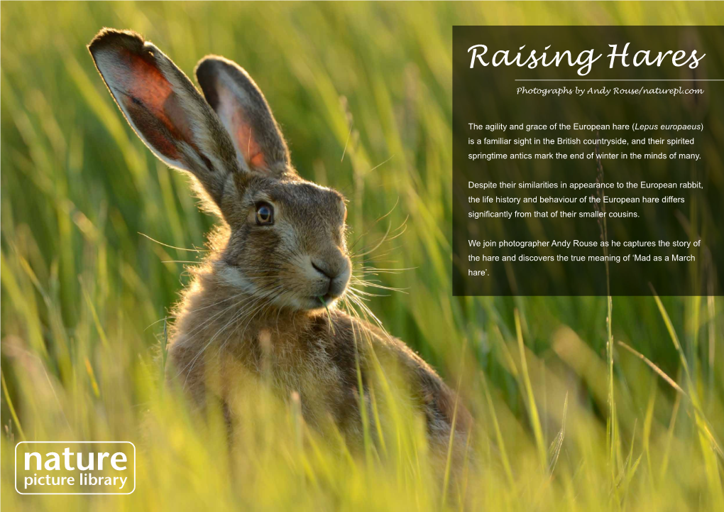 Raising Hares