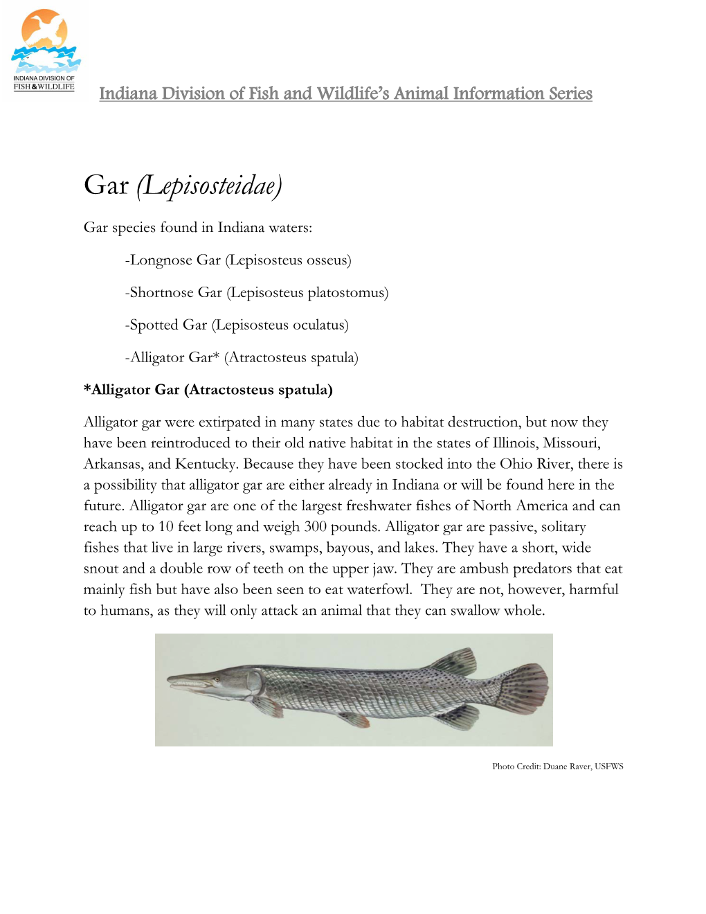 Gar (Lepisosteidae)