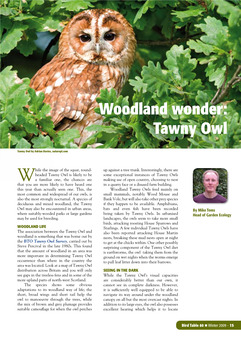 Woodland Wonder: Tawny