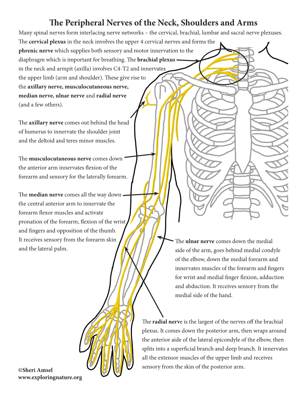 The Peripheral Nerves of the Neck, Shoulders and Arms Many Spinal Nerves Form Interlacing Nerve Networks – the Cervical, Brachial, Lumbar and Sacral Nerve Plexuses