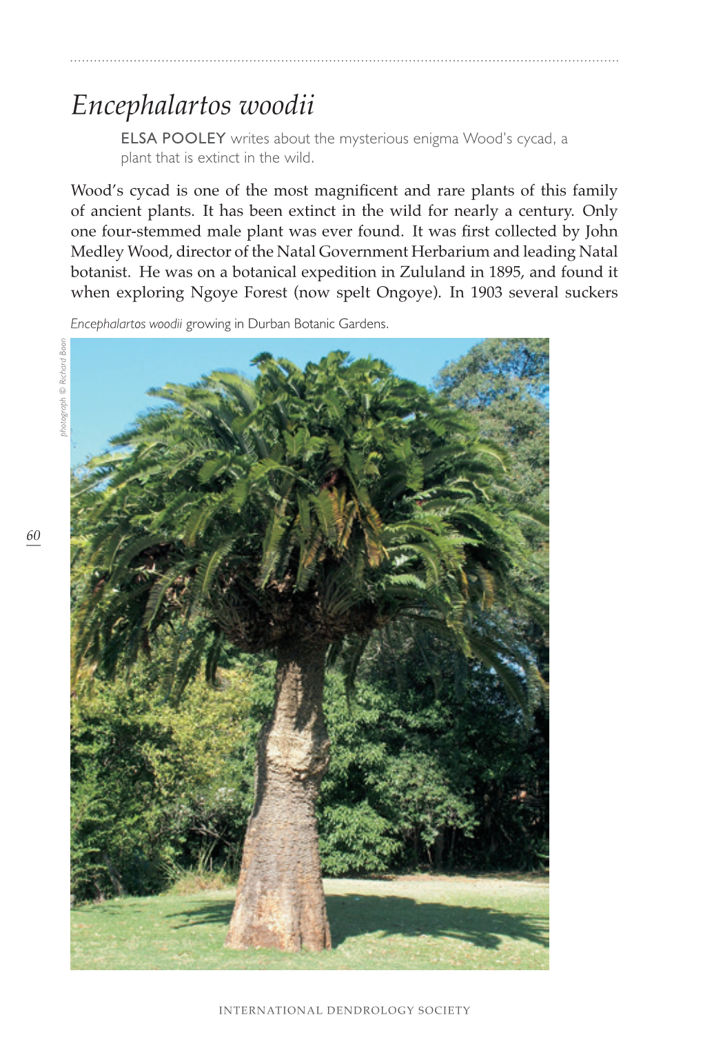 Encephalartos Woodii ELSA POOLEY Writes About the Mysterious Enigma Wood’S Cycad, a Plant That Is Extinct in the Wild