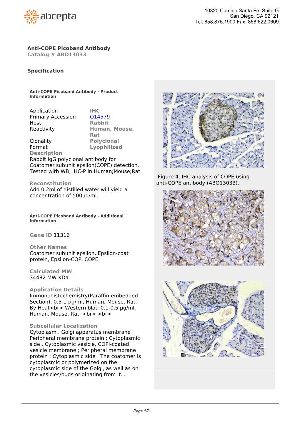 Anti-COPE Picoband Antibody Catalog # ABO13033