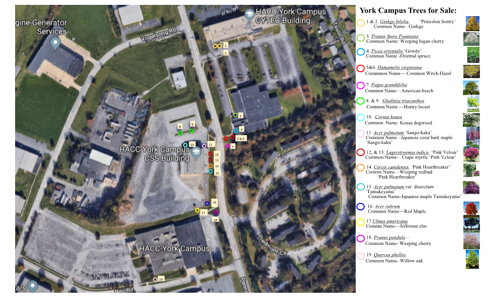 York Campus Trees for Sale: 1.& 2