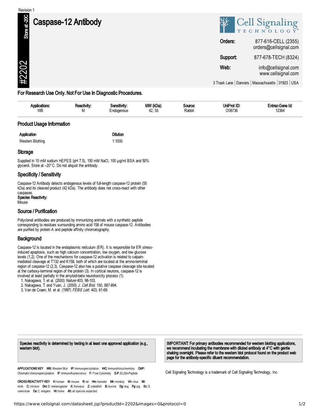 Caspase-12 Antibody A