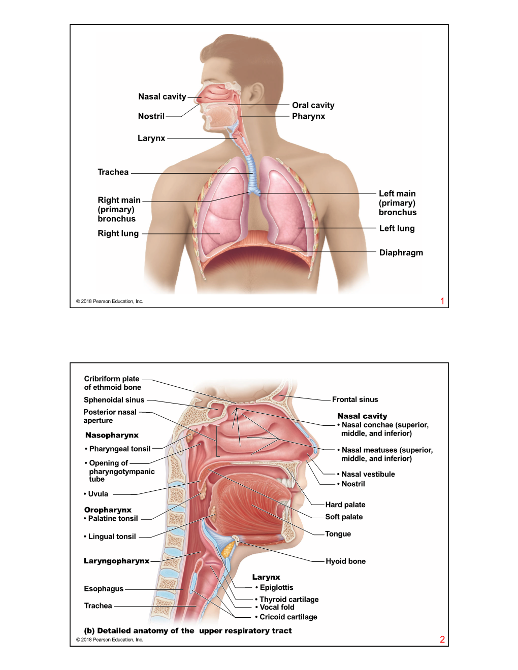 Nasal Cavity Trachea Right Main (Primary) Bronchus Left Main (Primary) Bronchus Nostril Oral Cavity Pharynx Larynx Right Lung