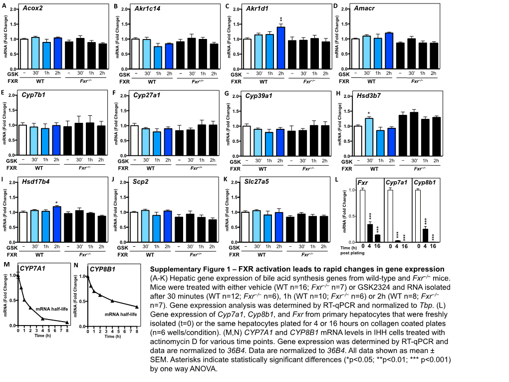 Hepatic Gene Expression of Bile Acid Synthesis Genes from Wild-Type and Fxr−/− Mice