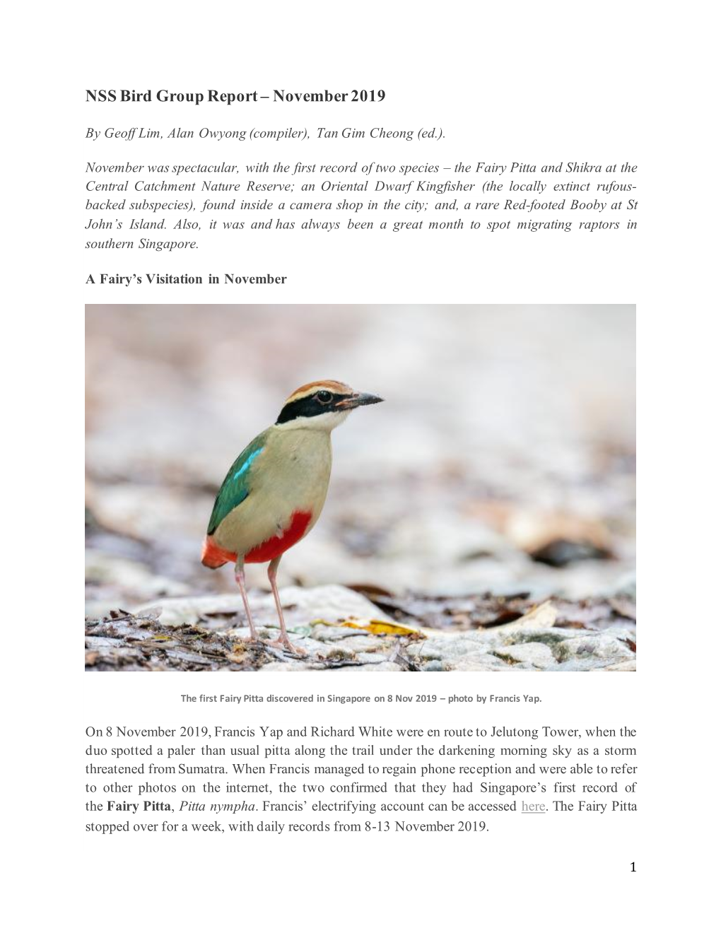 NSS Bird Group Report – November 2019
