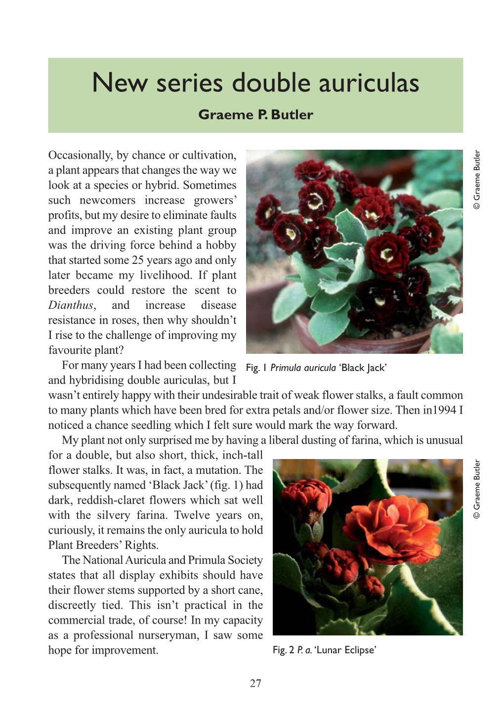 P27-30 Auriculas Layout 1