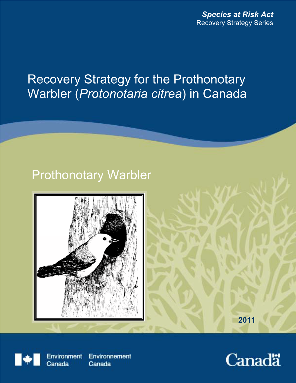 Prothonotary Warbler (Protonotaria Citrea) in Canada