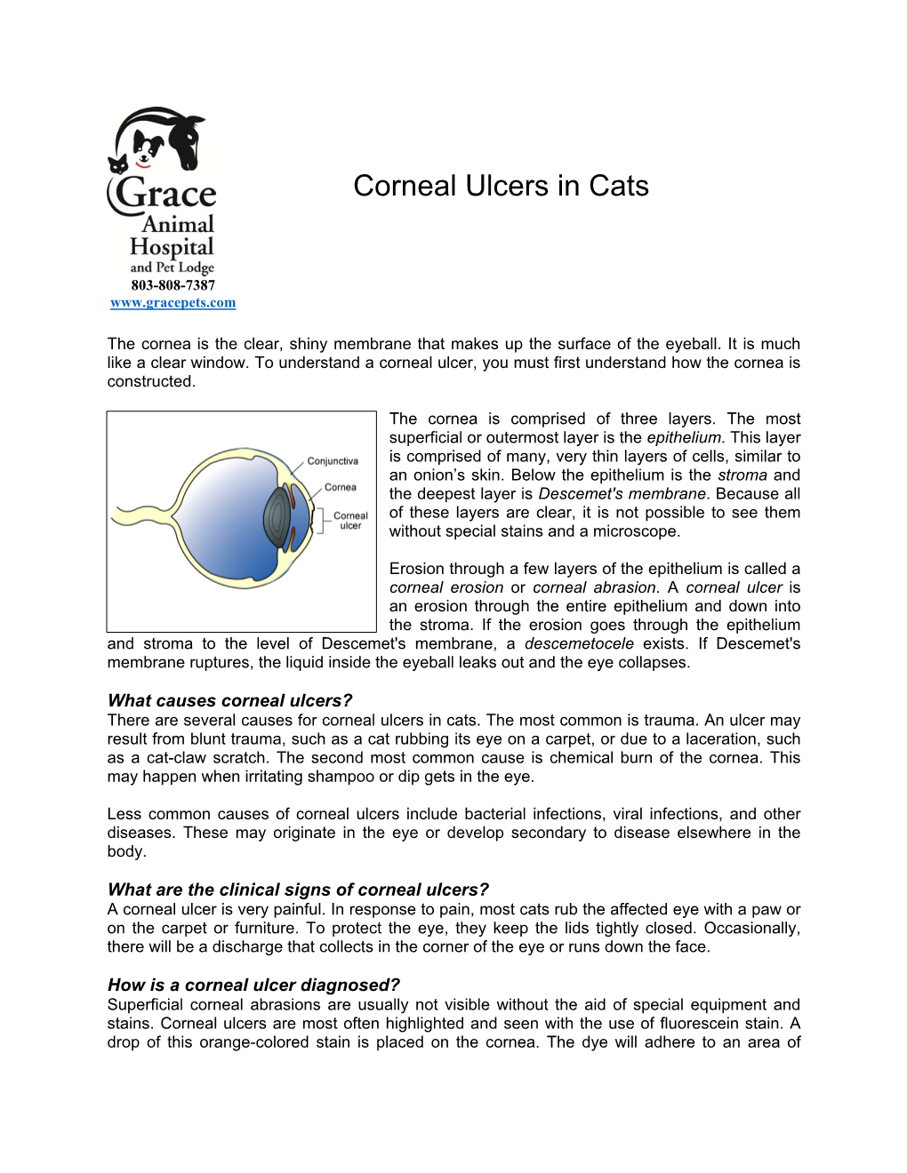 Corneal Ulcers in Cats