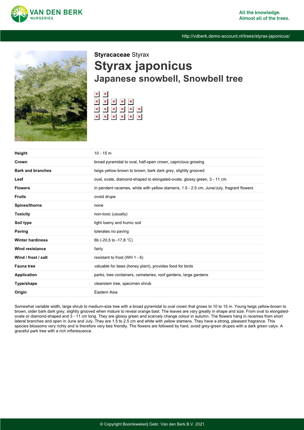 Styrax Japonicus Japanese Snowbell, Snowbell Tree