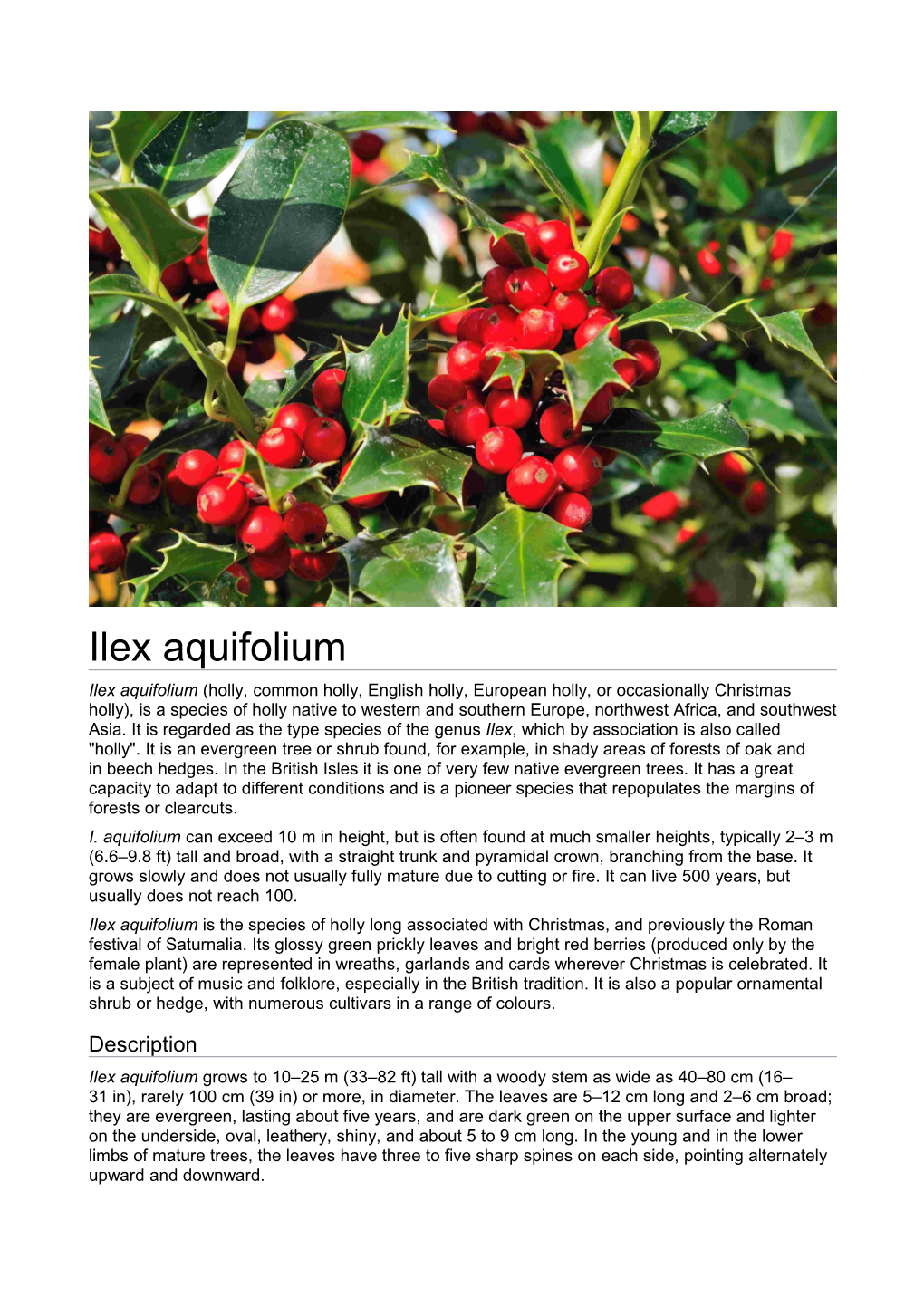 Ilex Aquifolium