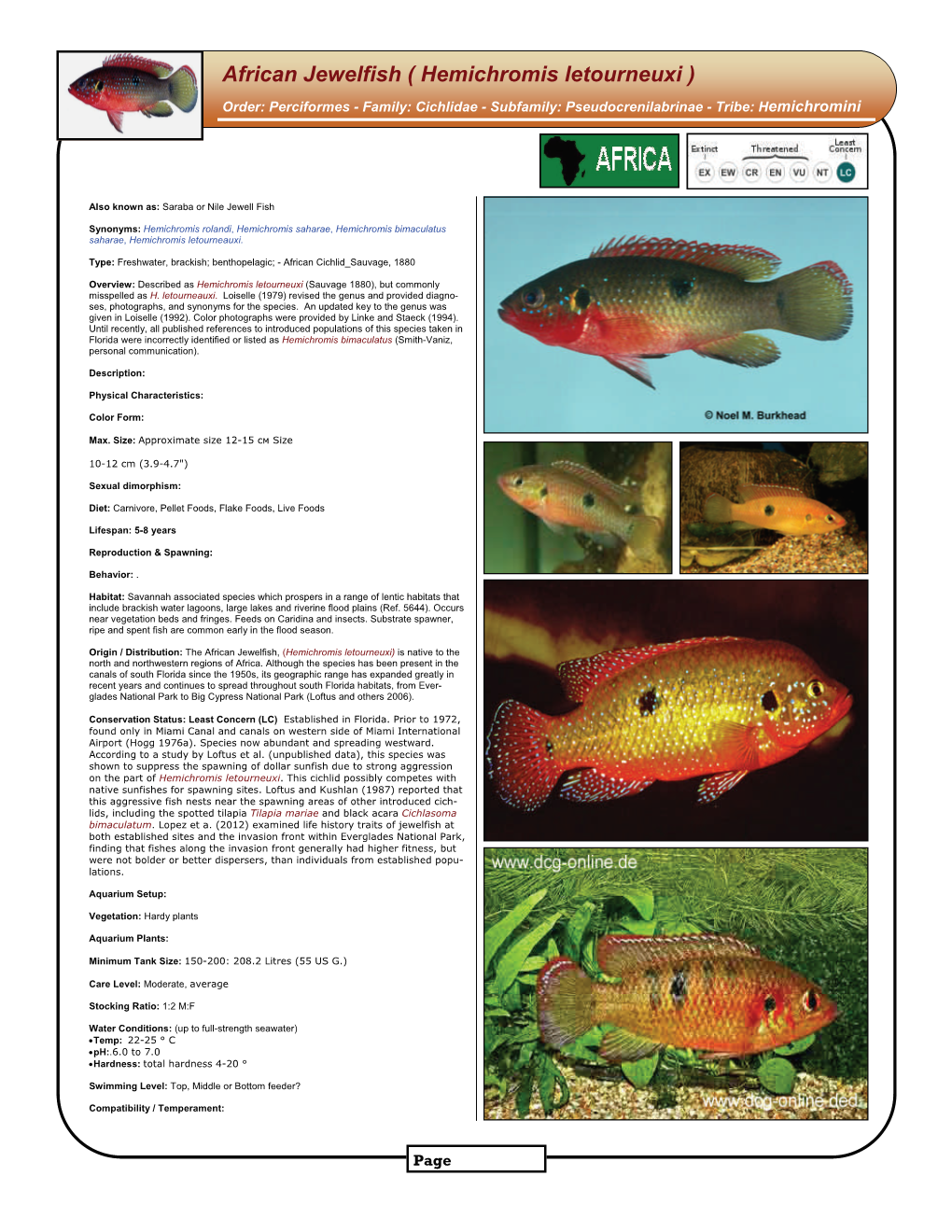 African Jewelfish ( Hemichromis Letourneuxi )