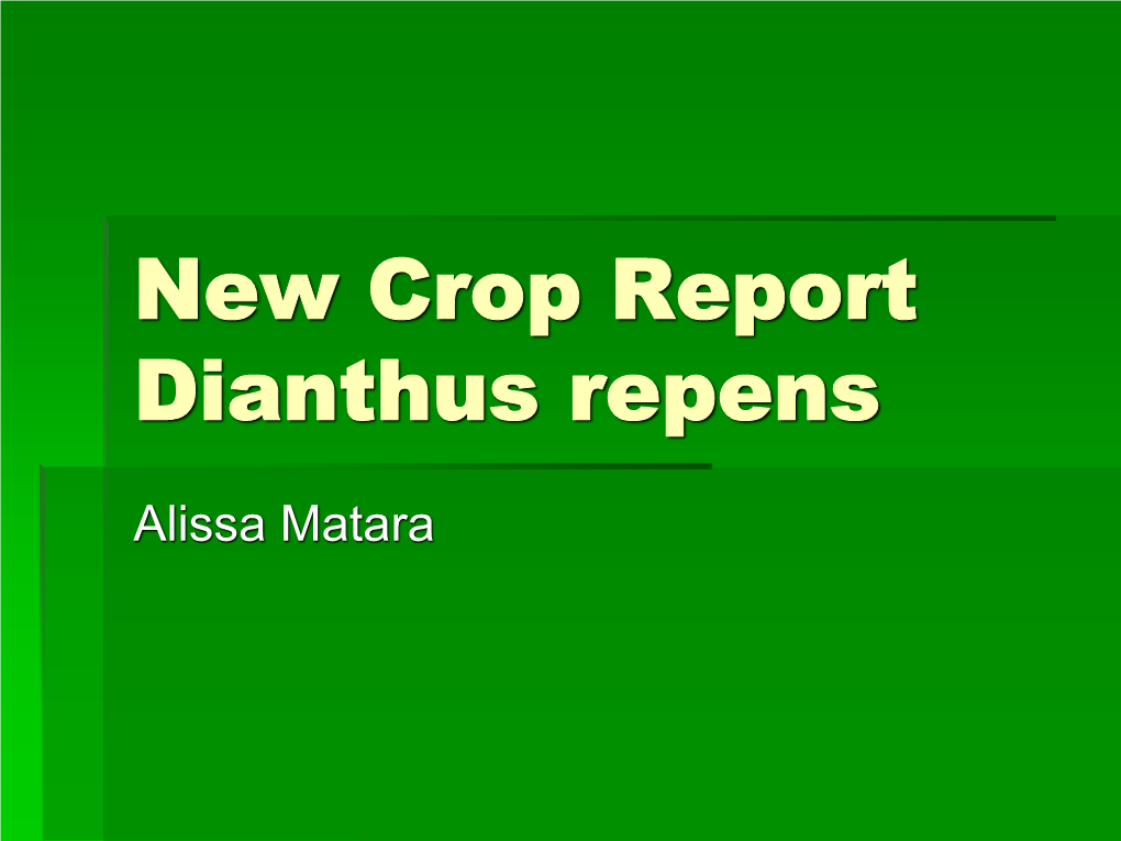 New Crop Report Dianthus Repens