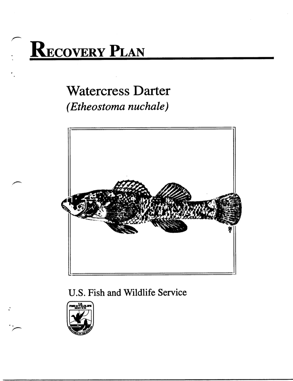 Watercress Darter (Etheostoma Nuchale)