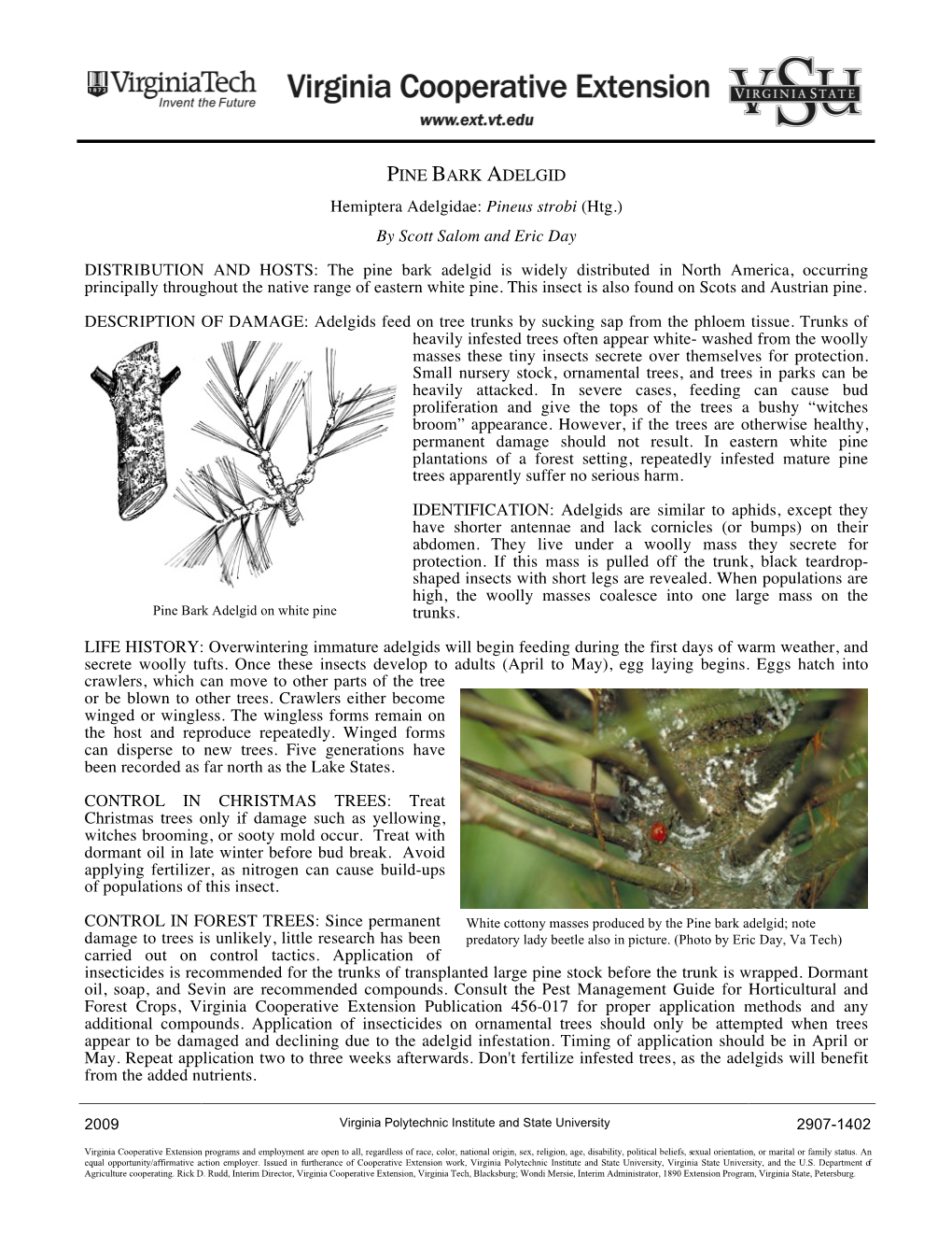 PINE BARK ADELGID Hemiptera Adelgidae