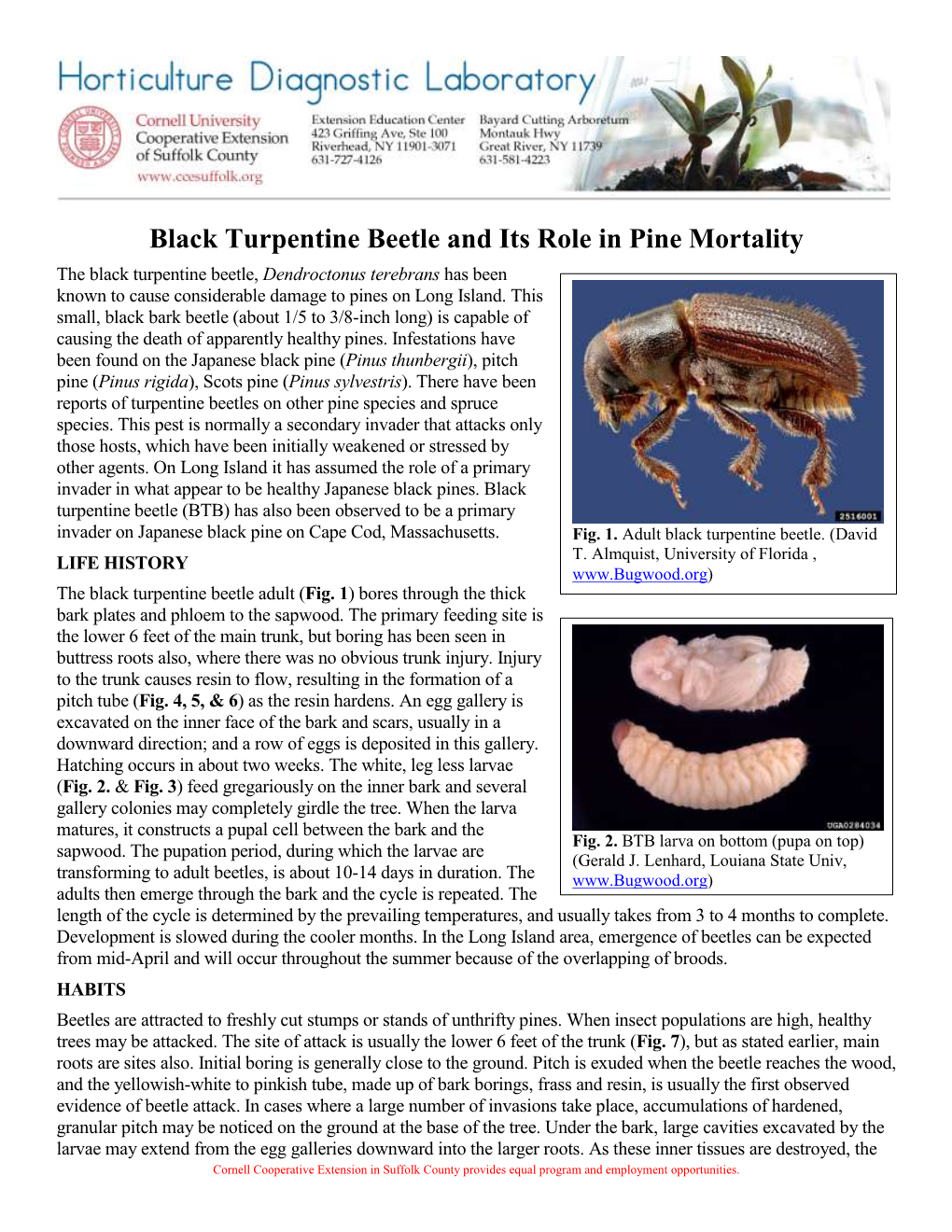 Black Turpentine Beetle and Its Role in Pine Mortality