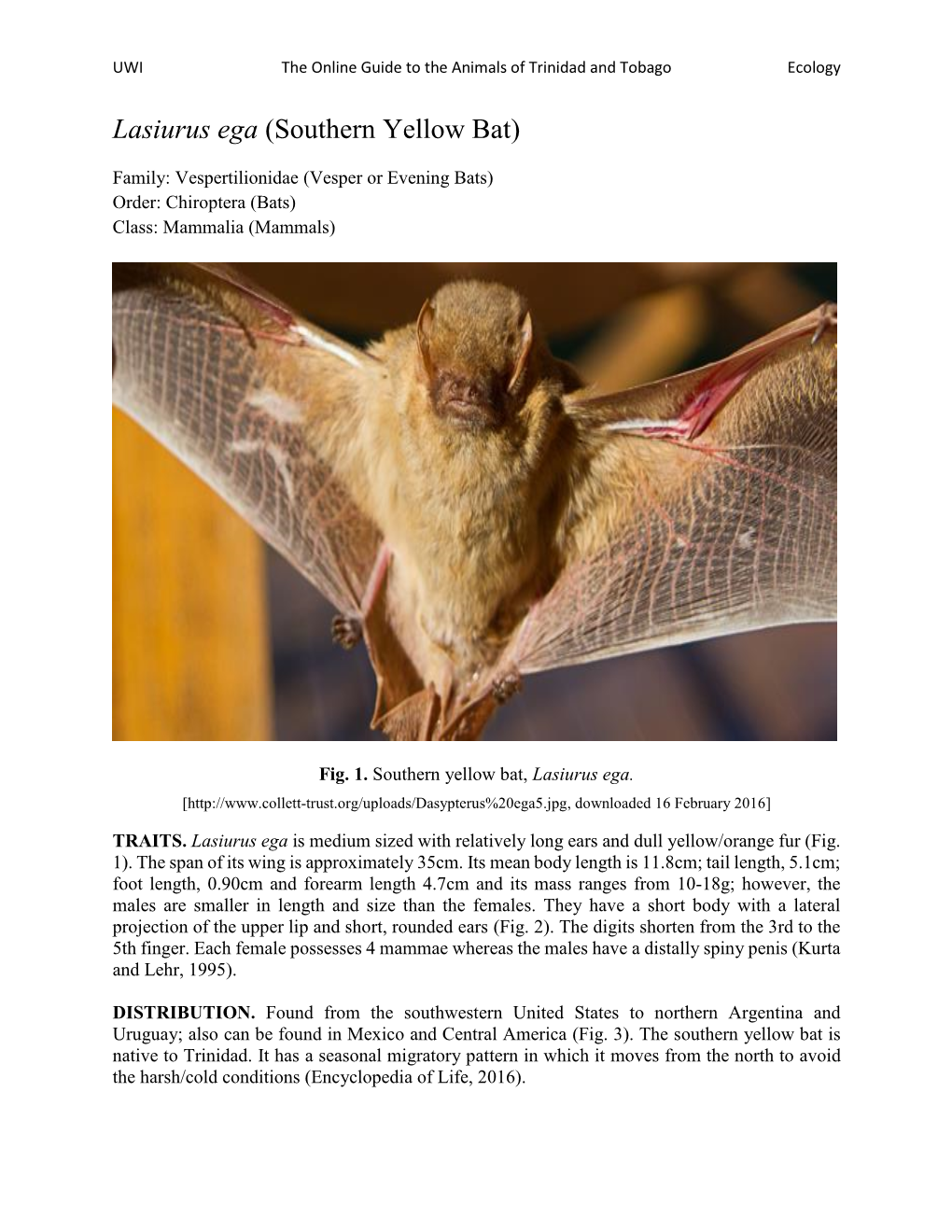 Lasiurus Ega (Southern Yellow Bat)