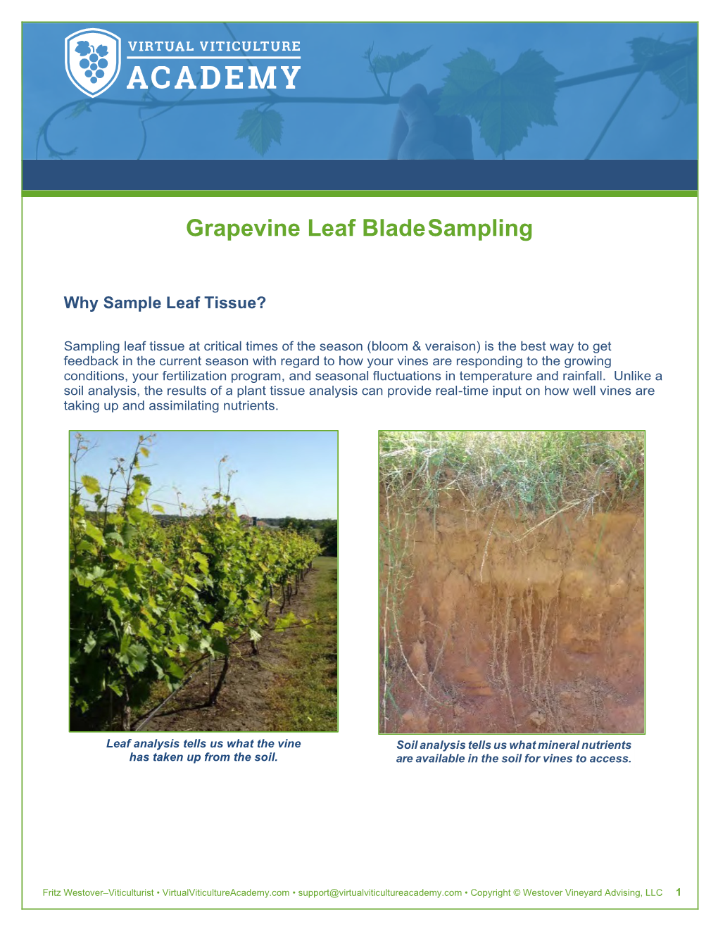 Grapevine Leaf Blade Sampling