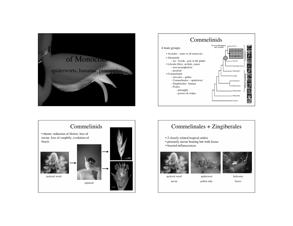 Diversity and Evolution of Monocots