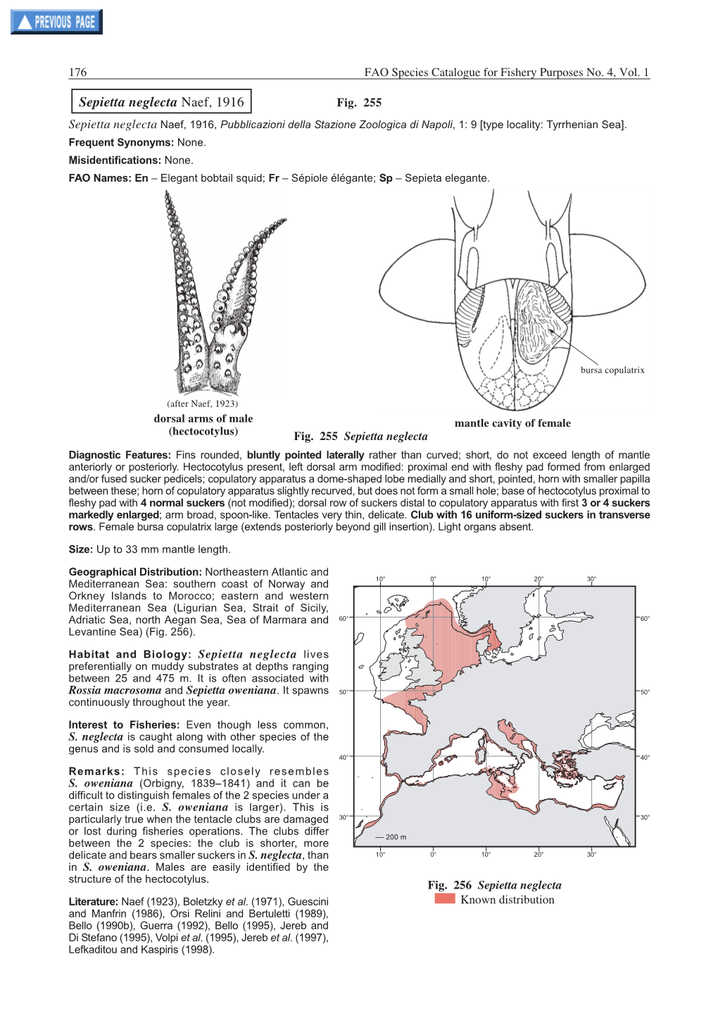 Sepietta Neglecta Naef, 1916 Fig