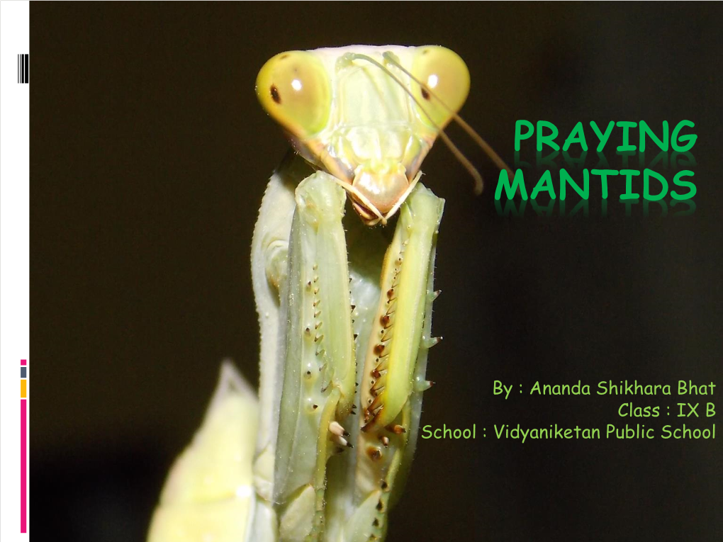 Praying Mantids