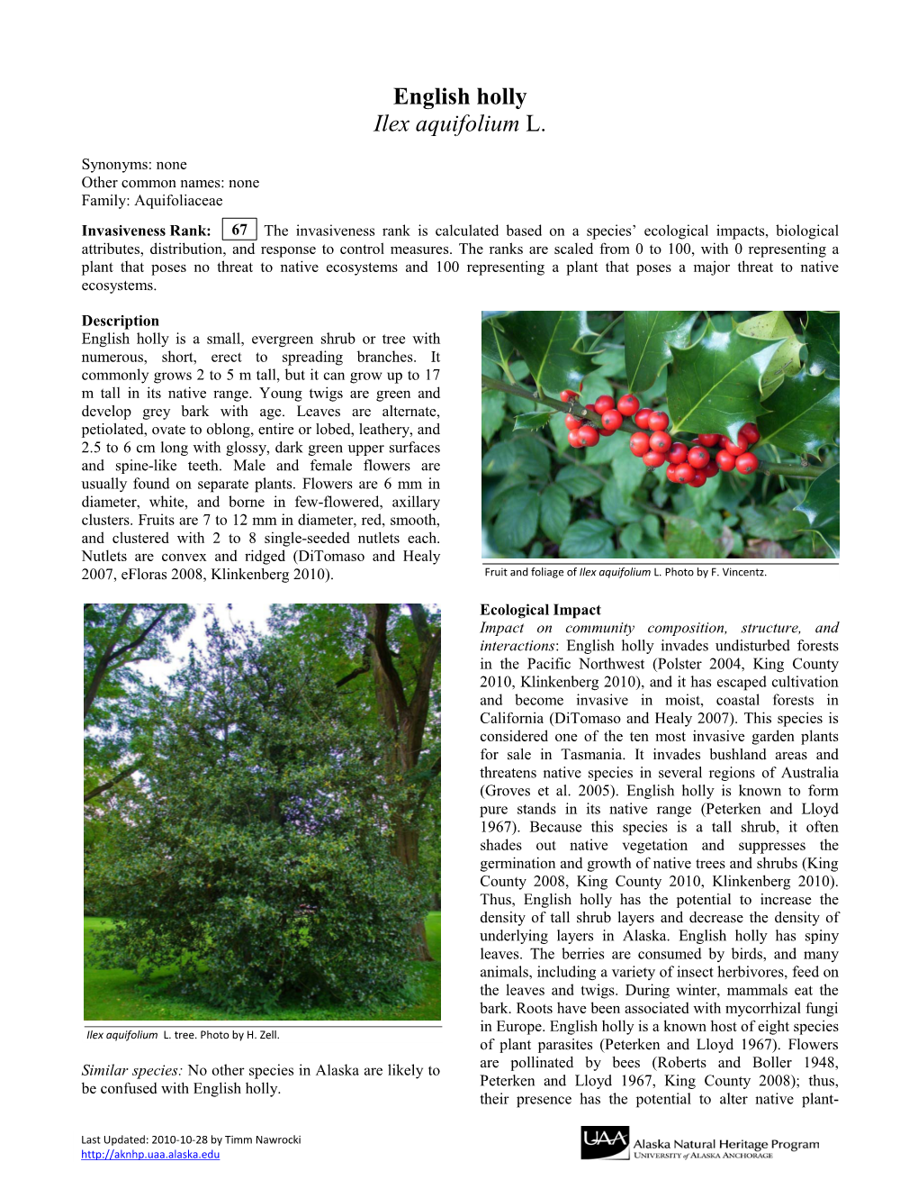 English Holly Ilex Aquifolium L