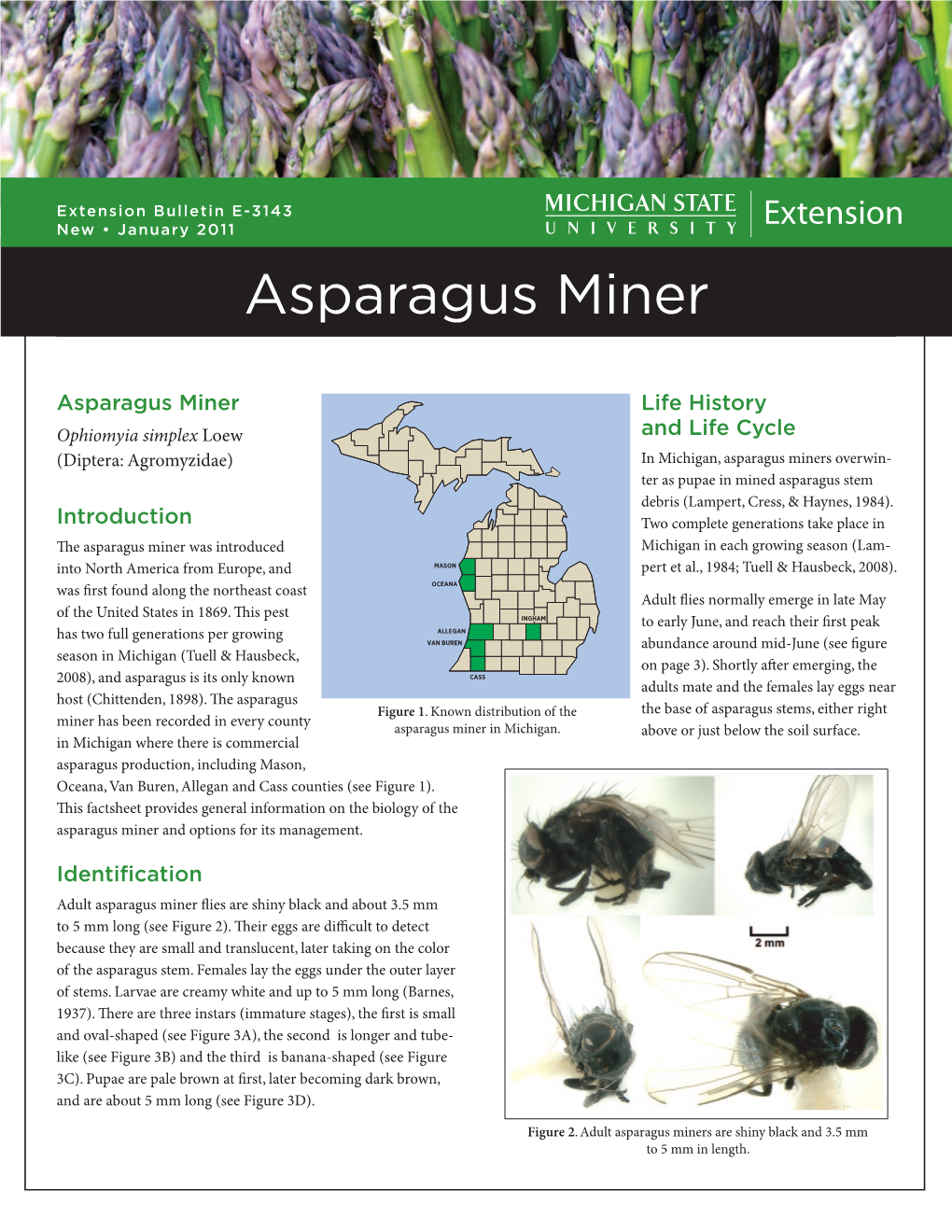 Asparagus Miner