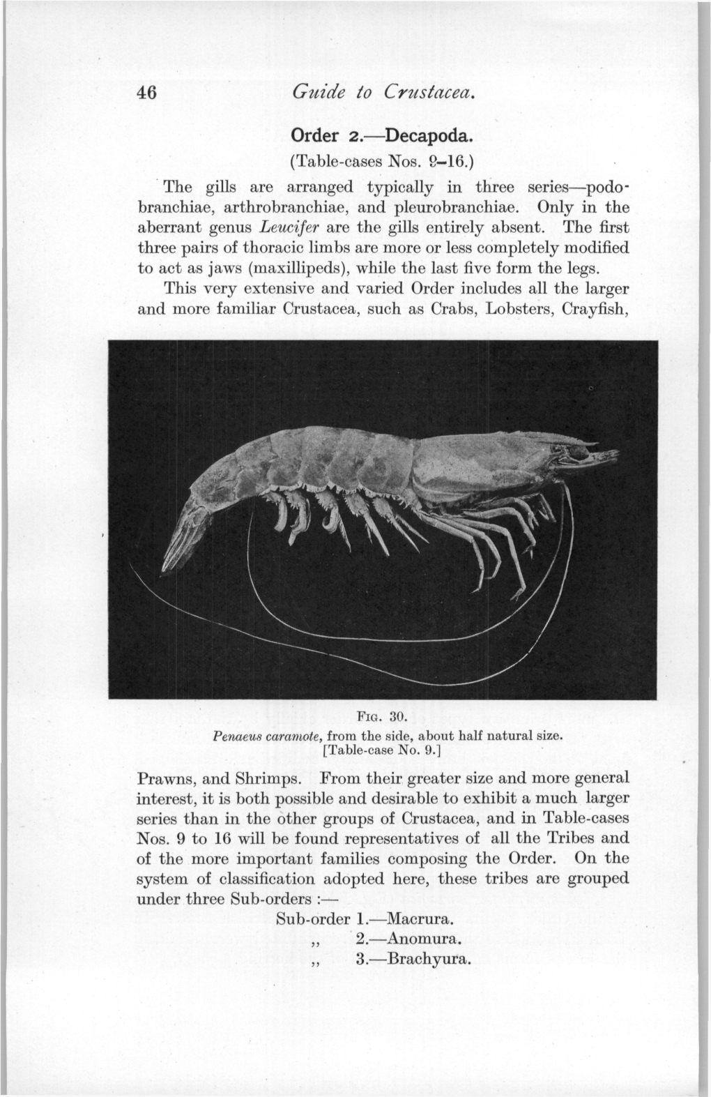 Guide to Crustacea