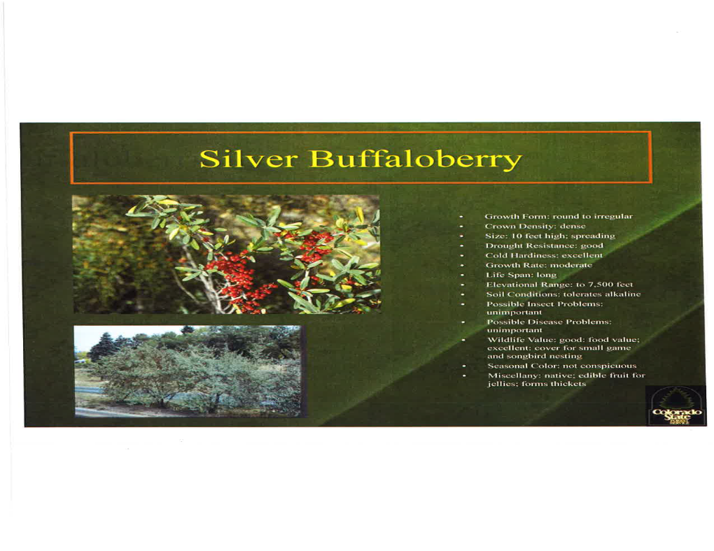 Silver Buffaloberry