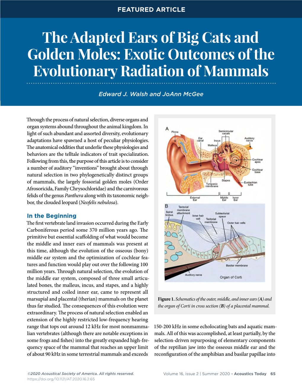 The Adapted Ears of Big Cats and Golden Moles: Exotic Outcomes of the Evolutionary Radiation of Mammals