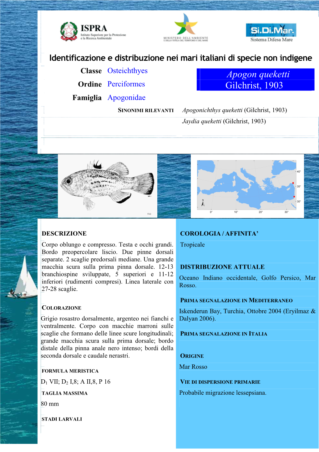 Apogon Queketti Ordine Perciformes Gilchrist, 1903 Famiglia Apogonidae