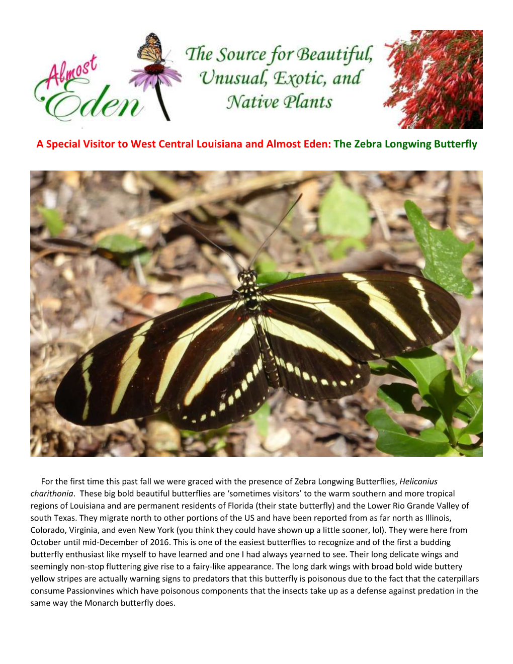 The Zebra Longwing Butterfly