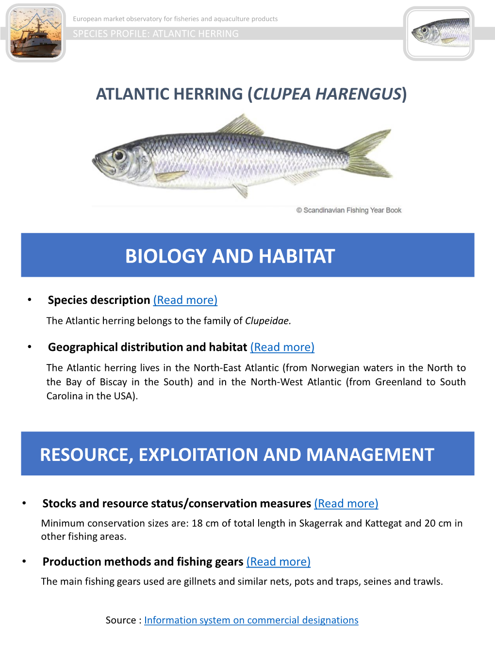 Atlantic Herring (Clupea Harengus)