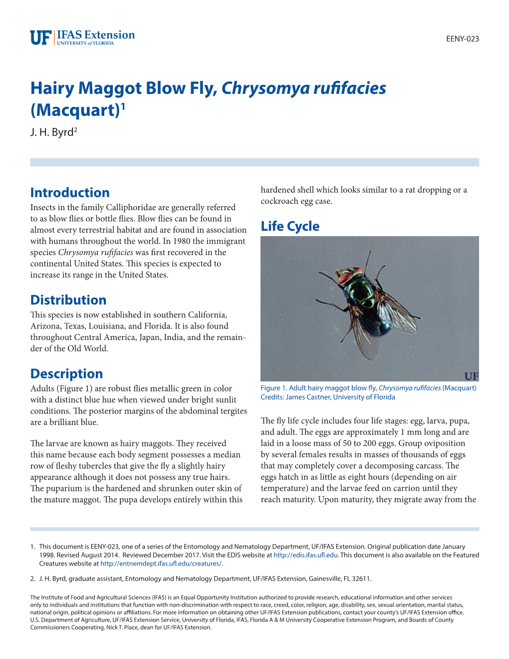 Hairy Maggot Blow Fly, Chrysomya Rufifacies (Macquart)1 J